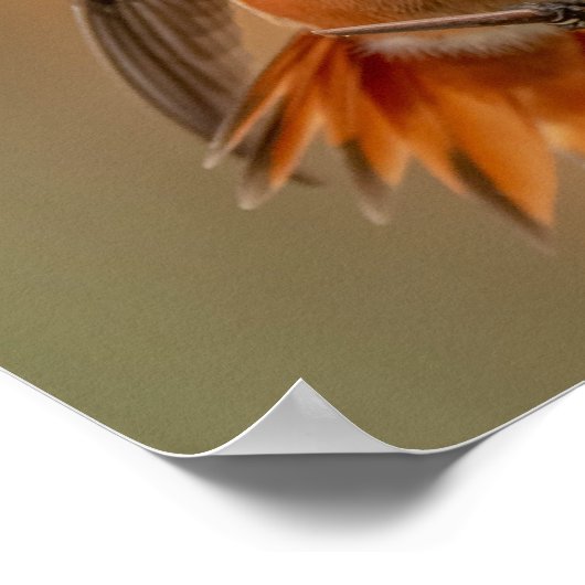 Rufous Hummingbird & Ruffled Feathers Poster (Ecke)