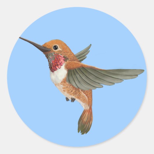 Rufous Hummingbird Runder Aufkleber (Vorderseite)