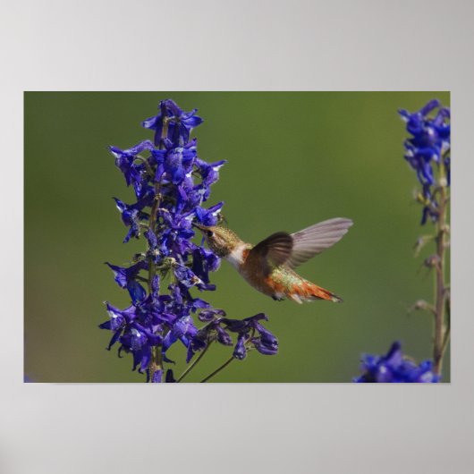 Rufous Hummingbird, Selasphorus rufus, weiblich Poster (Vorne)