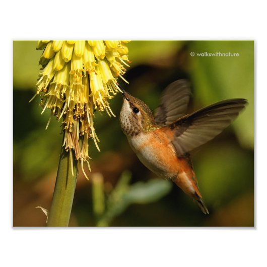 Rufous Hummingbird Sipping Kniphofia Nectar Fotodruck (Vorne)
