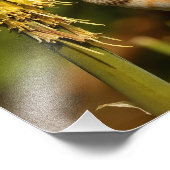 Rufous Hummingbird Sipping Kniphofia Nectar Fotodruck (Ecke)