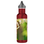 Rufous Hummingbird Sips Blueberry Blossom Nectar Edelstahlflasche (Links)