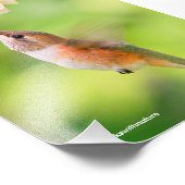 Rufous Hummingbird Sips Blueberry Blossom Nectar Fotodruck (Ecke)