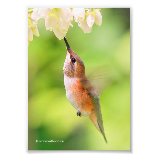 Rufous Hummingbird Sips Blueberry Blossom Nectar Fotodruck (Vorne)