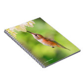 Rufous Hummingbird Sips Blueberry Blossom Nectar Notizblock (Rechte Seite)