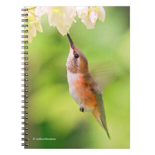 Rufous Hummingbird Sips Blueberry Blossom Nectar Notizblock (Vorderseite)