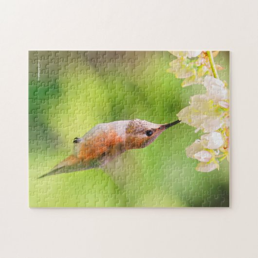 Rufous Hummingbird Sips Blueberry Blossom Nectar Puzzle (Horizontal)