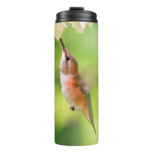 Rufous Hummingbird Sips Blueberry Blossom Nectar Thermosbecher