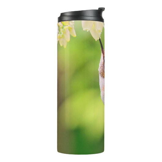 Rufous Hummingbird Sips Blueberry Blossom Nectar Thermosbecher (Nach links gedreht)