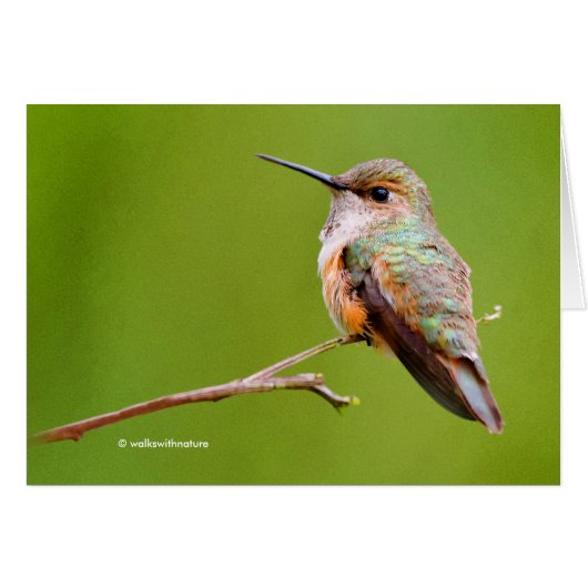 Rufous Hummingbird sitzt im kalifornischen Lilac (Vorderseite (Horizontal))