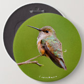 Rufous Hummingbird sitzt im kalifornischen Lilac Button (Vorne & Hinten)