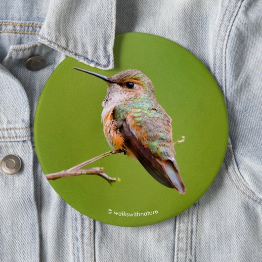 Rufous Hummingbird sitzt im kalifornischen Lilac Button (Beispiel)