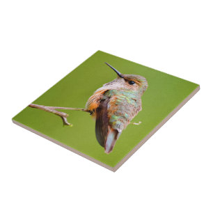 Rufous Hummingbird sitzt im kalifornischen Lilac Fliese