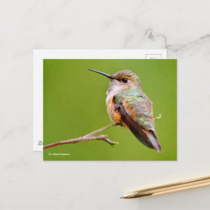Rufous Hummingbird sitzt im kalifornischen Lilac Postkarte