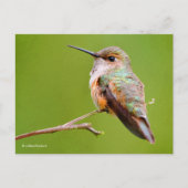 Rufous Hummingbird sitzt im kalifornischen Lilac Postkarte (Vorderseite)