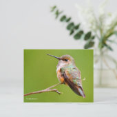 Rufous Hummingbird sitzt im kalifornischen Lilac Postkarte (Stehend Vorderseite)