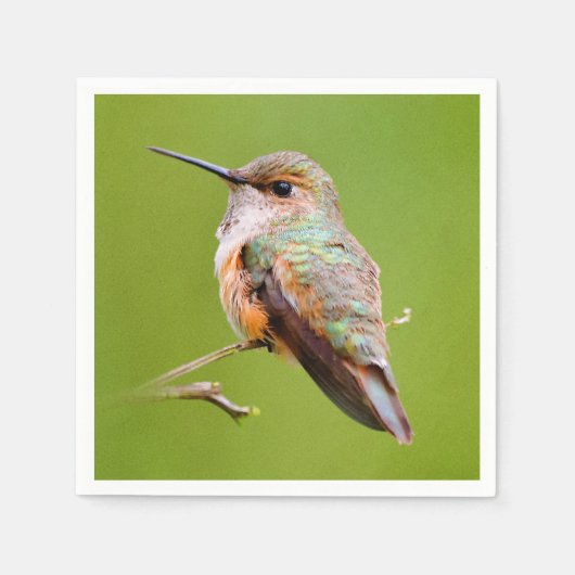 Rufous Hummingbird sitzt im kalifornischen Lilac Serviette (Vorderseite)