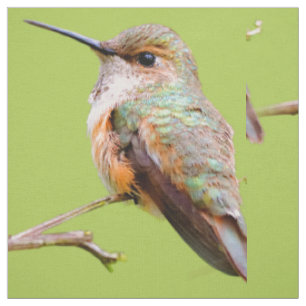 Rufous Hummingbird sitzt im kalifornischen Lilac Stoff
