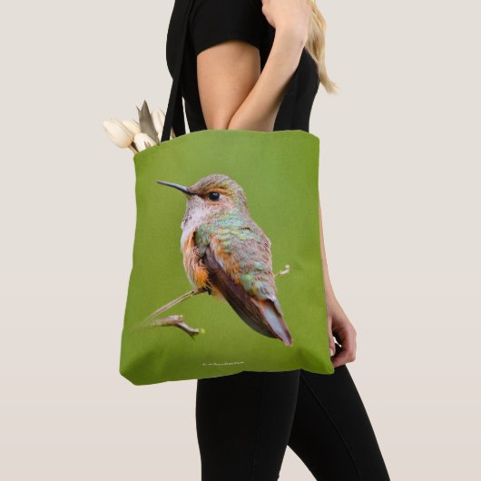 Rufous Hummingbird sitzt im kalifornischen Lilac Tasche (Von Nahem)