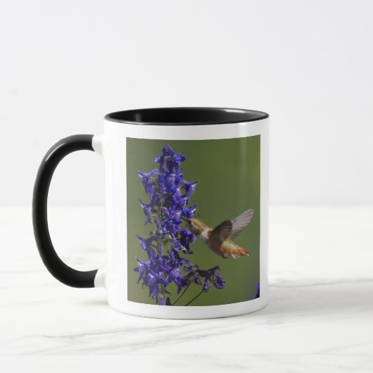 Rufous Hummingbird Tasse (Links)