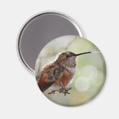 Rufous Hummingbird Tounge Magnet (Vorderseite/Rückseite)