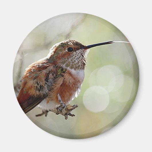 Rufous Hummingbird Tounge Magnet (Vorne)