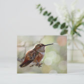 Rufous Hummingbird Tounge Postkarte (Stehend Vorderseite)