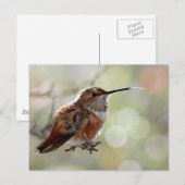 Rufous Hummingbird Tounge Postkarte (Vorne/Hinten)