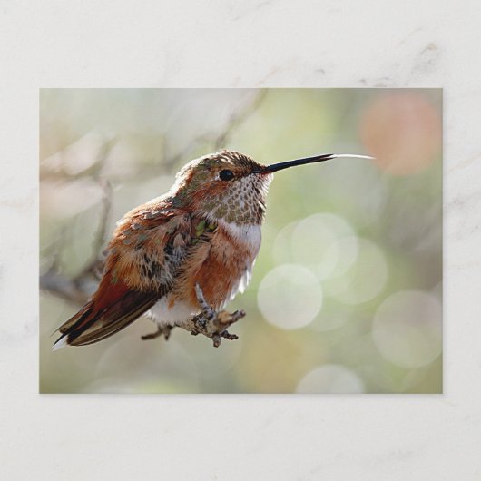 Rufous Hummingbird Tounge Postkarte (Vorderseite)