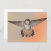 Rufous Hummingbird Wings Wide Open Postkarte (Vorne/Hinten)