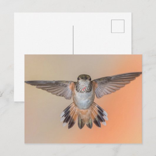 Rufous Hummingbird Wings Wide Open Postkarte (Vorne/Hinten)