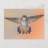 Rufous Hummingbird Wings Wide Open Postkarte (Vorderseite)