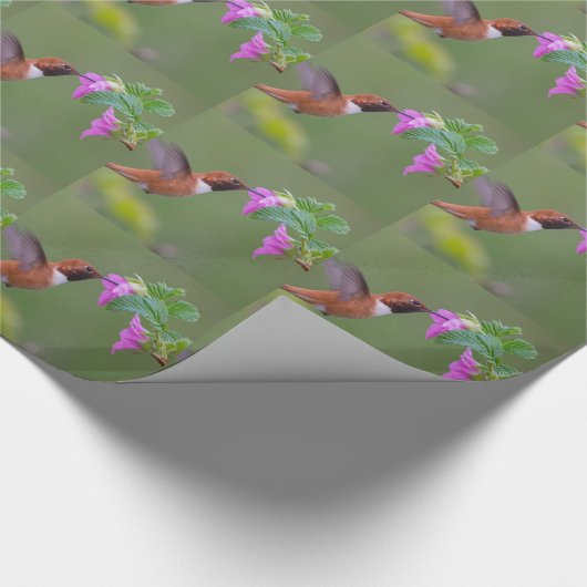 Rufous Kolibri auf wilder Rose Geschenkpapier (Ecke)
