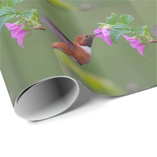Rufous Kolibri auf wilder Rose Geschenkpapier (Rolleneckpunkt)