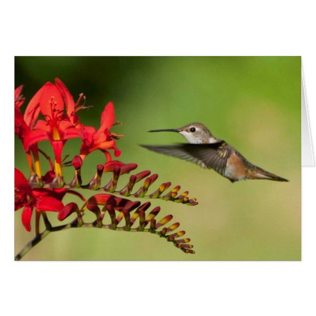 Rufous Kolibri bei Lucifer Crocosmia (Vorderseite (Horizontal))