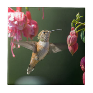 Rufous Kolibri, der auf einer Fuchsie füttert Fliese