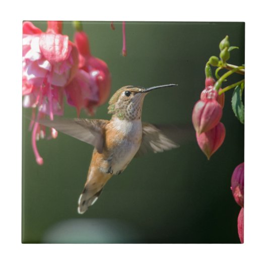 Rufous Kolibri, der auf einer Fuchsie füttert Fliese (Vorderseite)