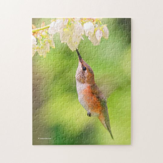 Rufous Kolibri nippt an Blaubeerblüten-Nektar Puzzle