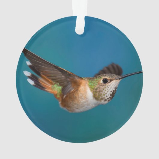 Rufous Kolibri Ornament (Rückseite)