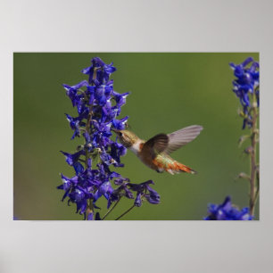 Rufous Kolibri, Selasphorus rufus, weiblich Poster