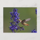 Rufous Kolibri, Selasphorus rufus, weiblich Postkarte (Vorderseite)