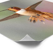 Rufous-Komingbird-Blank-Karte Poster (Ecke)