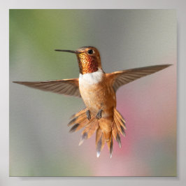 Rufous-Komingbird-Blank-Karte Poster
