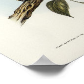 Rufous Owl von Elizabeth Gould Poster (Ecke)