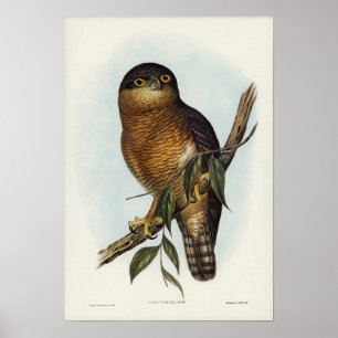 Rufous Owl von Elizabeth Gould Poster