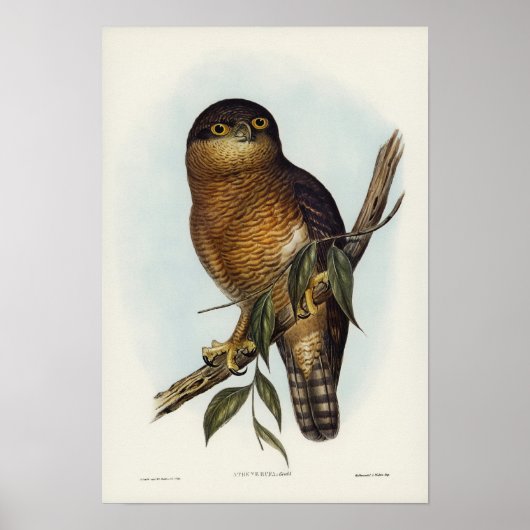Rufous Owl von Elizabeth Gould Poster (Vorne)