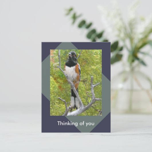 Rufous-Sided Towhere Nature Postcard Postkarte (Stehend Vorderseite)