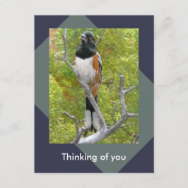 Rufous-Sided Towhere Nature Postcard Postkarte