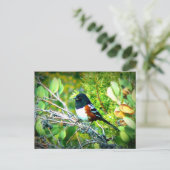 Rufous Sided Towhere Sparrow Postkarte (Stehend Vorderseite)