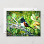 Rufous Sided Towhere Sparrow Postkarte (Vorne/Hinten)